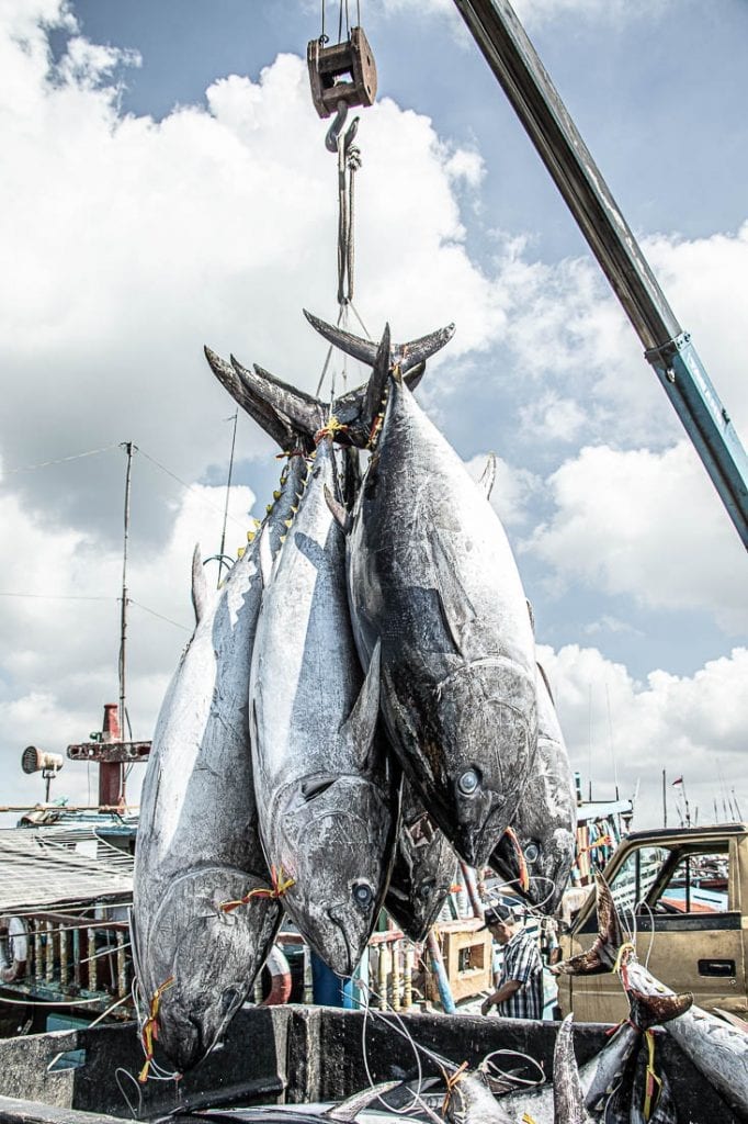 Aktivitas Pendaratan Tuna di Benoa Bali