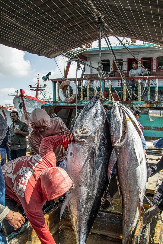Aktivitas Pembongkaran Tuna Benoa