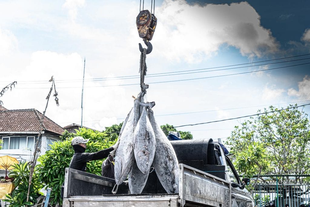 Ikan Tuna Beku Benoa
