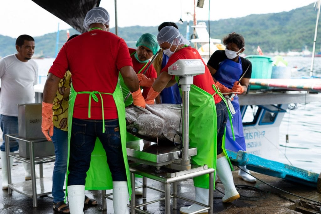 Penanganan Tuna Bitung