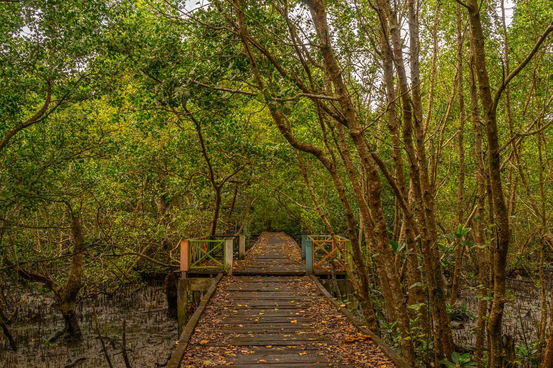 Mangrove