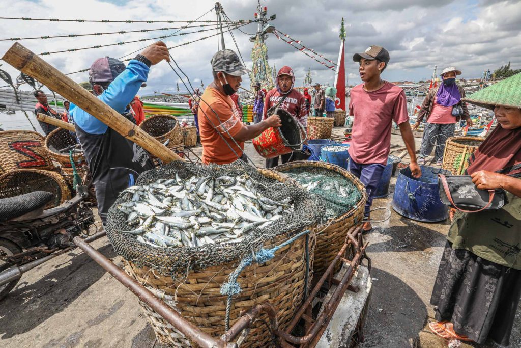 Ikan Lemuru Merupakan Bahan Baku Industri Pengalengan Ikan di Banyuwangi
