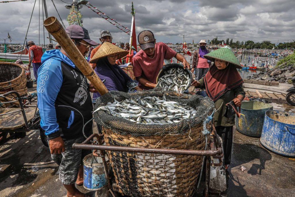 Ikan Lemuru hanya terdapat di Selat Bali