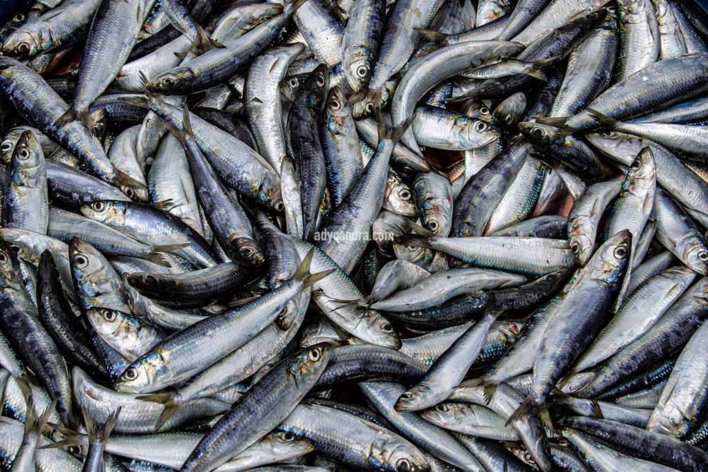 Ikan Lemuru Merupakan Bahan Baku Ikan Kaleng Sardine