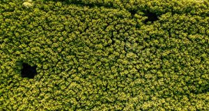 Buah Manis Hasil Reboisasi Hutan Mangrove Pandansari Brebes
