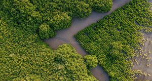 Indonesia’s Mangrove Forests: Biodiversity and Benefits