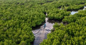 Why Aru Islands Mangrove Matter for Nature & Economy”