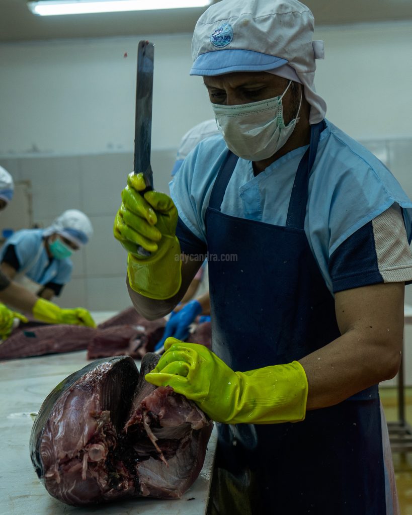 Tuna Cutting Tuna Cutting