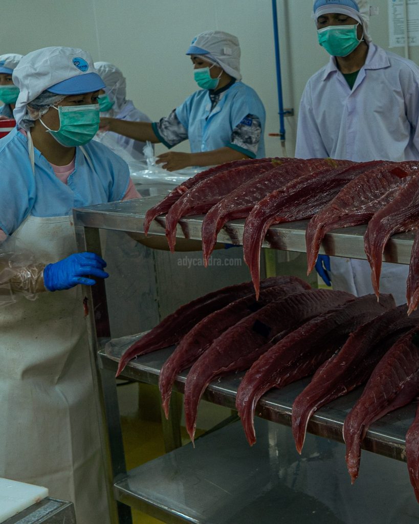 Tuna Processing Tuna Processing