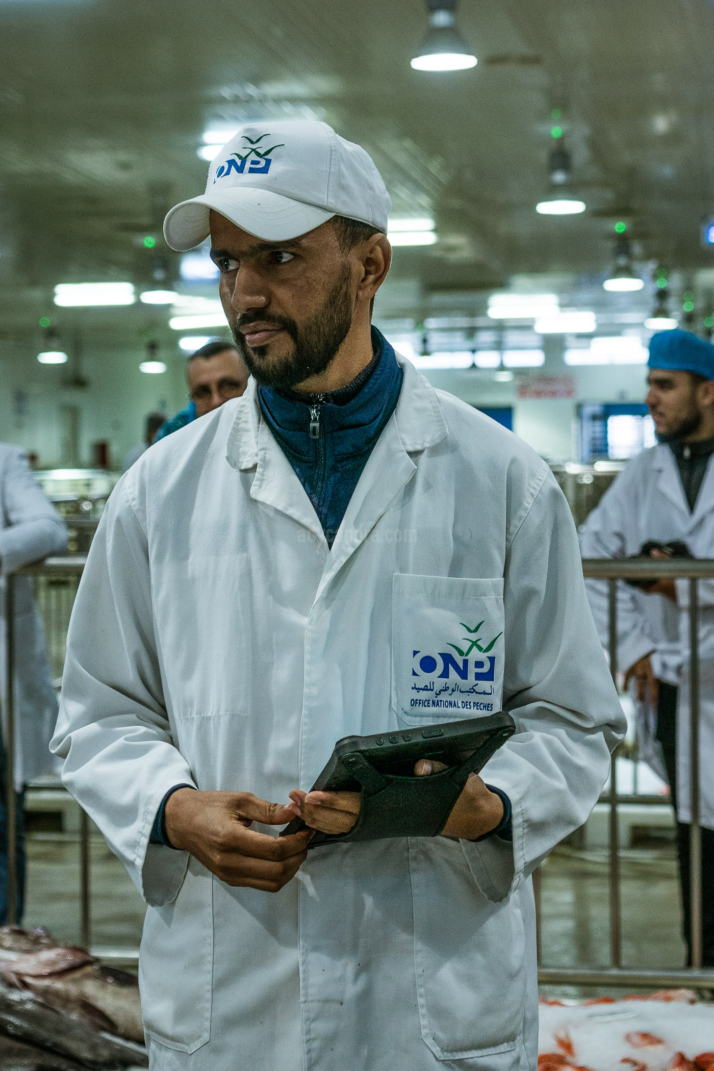 Fish Auction Guide in Tangier Fishing Port Fish Auction Guide in Tangier Fishing Port