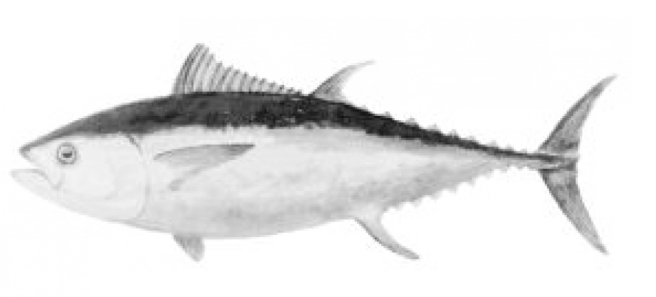 Pacific bluefin tuna