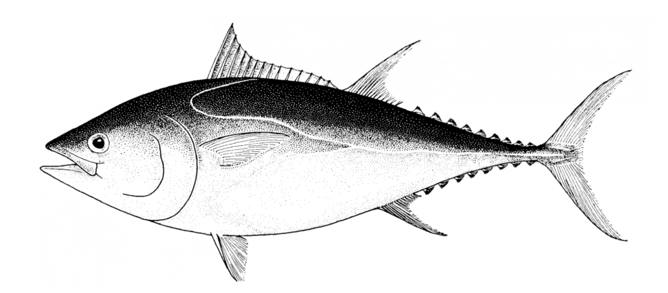 Atlantic bluefin tuna