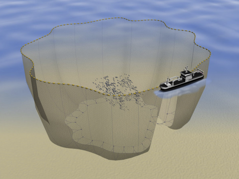 Purse Seine