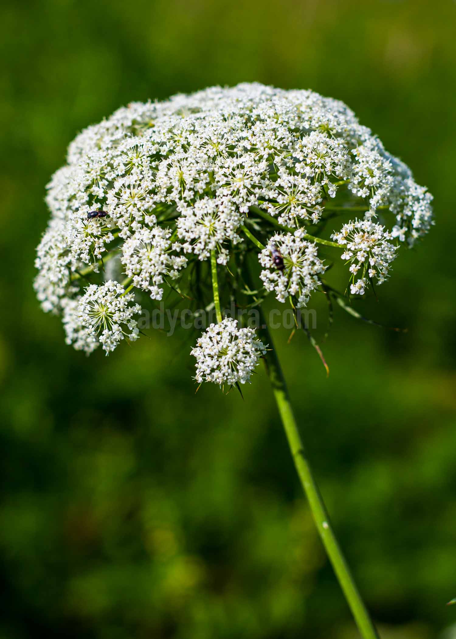 A Flower Carrot