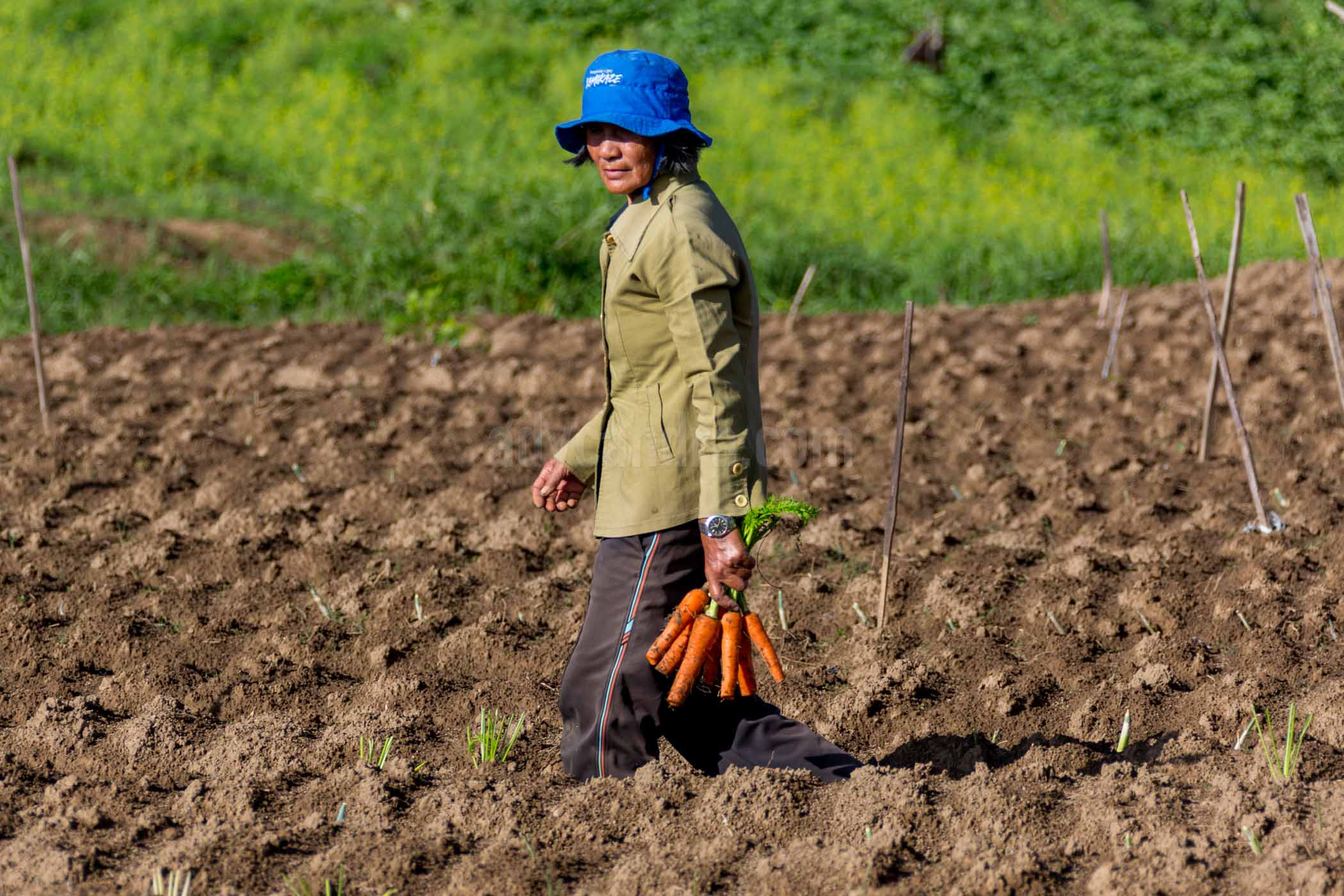 Carrot Lady