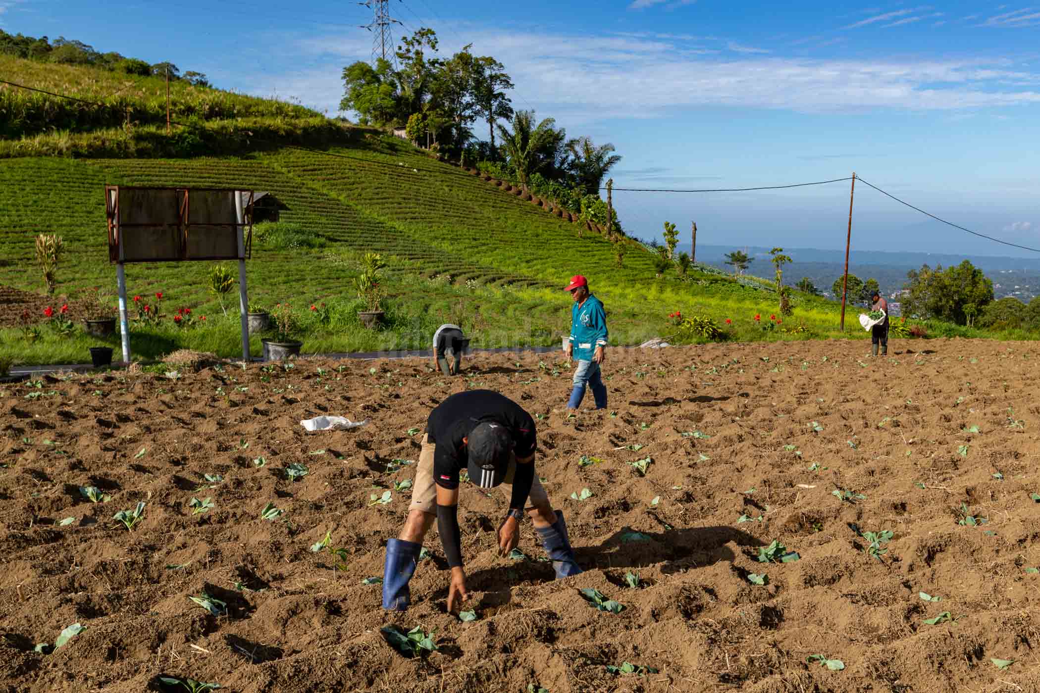 The soil management is a part of important to increasing of cabbage productivity.