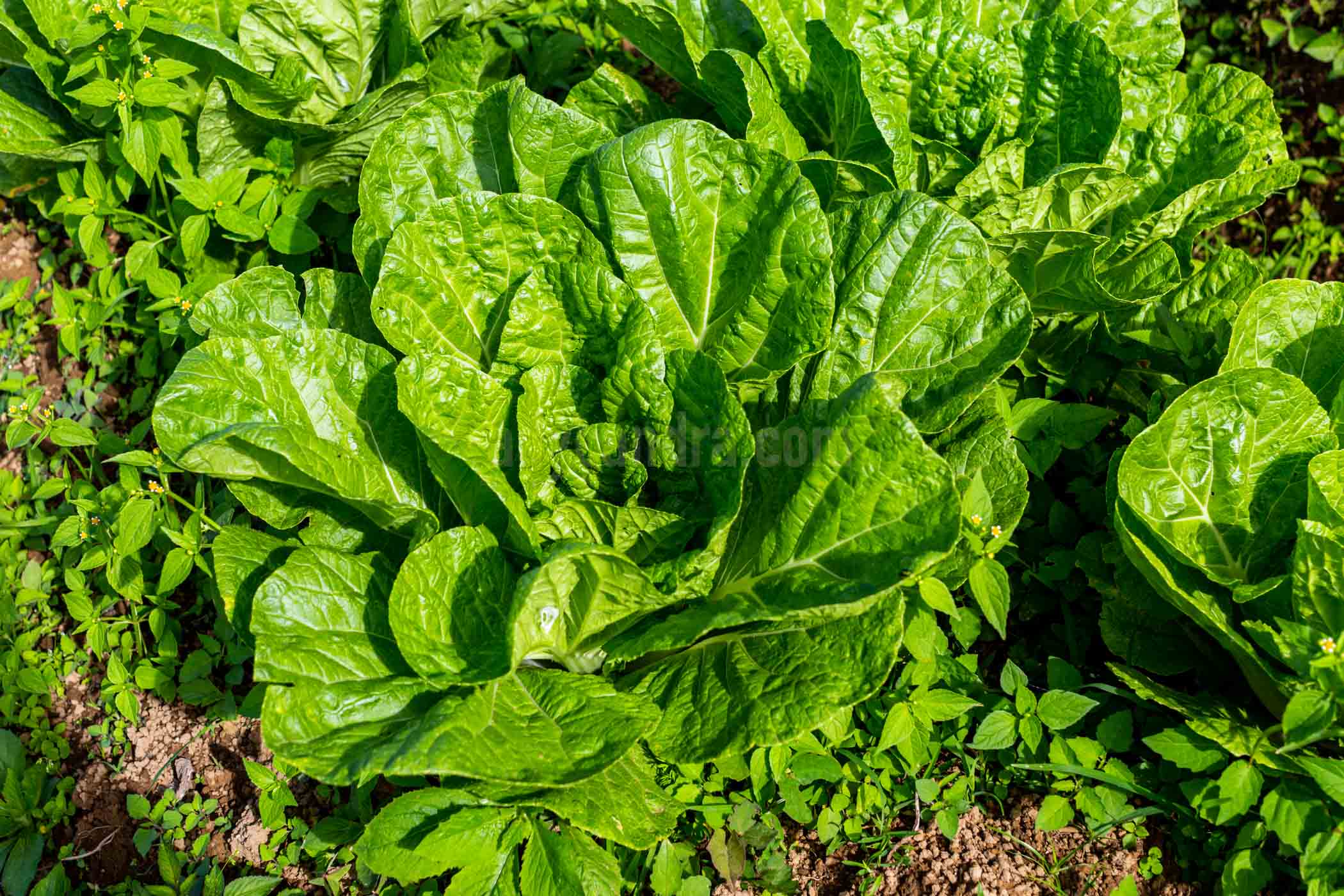 The cabbage has became important component in Indonesia traditional food such as lalapan, gado-gado, etc