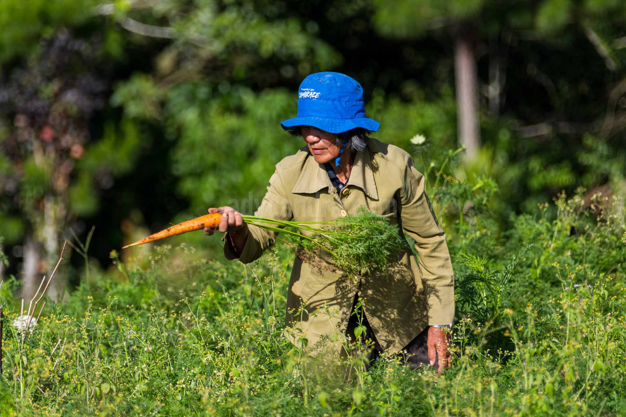 A woman farmer pulled out the carrots in Rurukan Farning Land, North Sulawesi. This tuber was brought by duct to Indonesia.