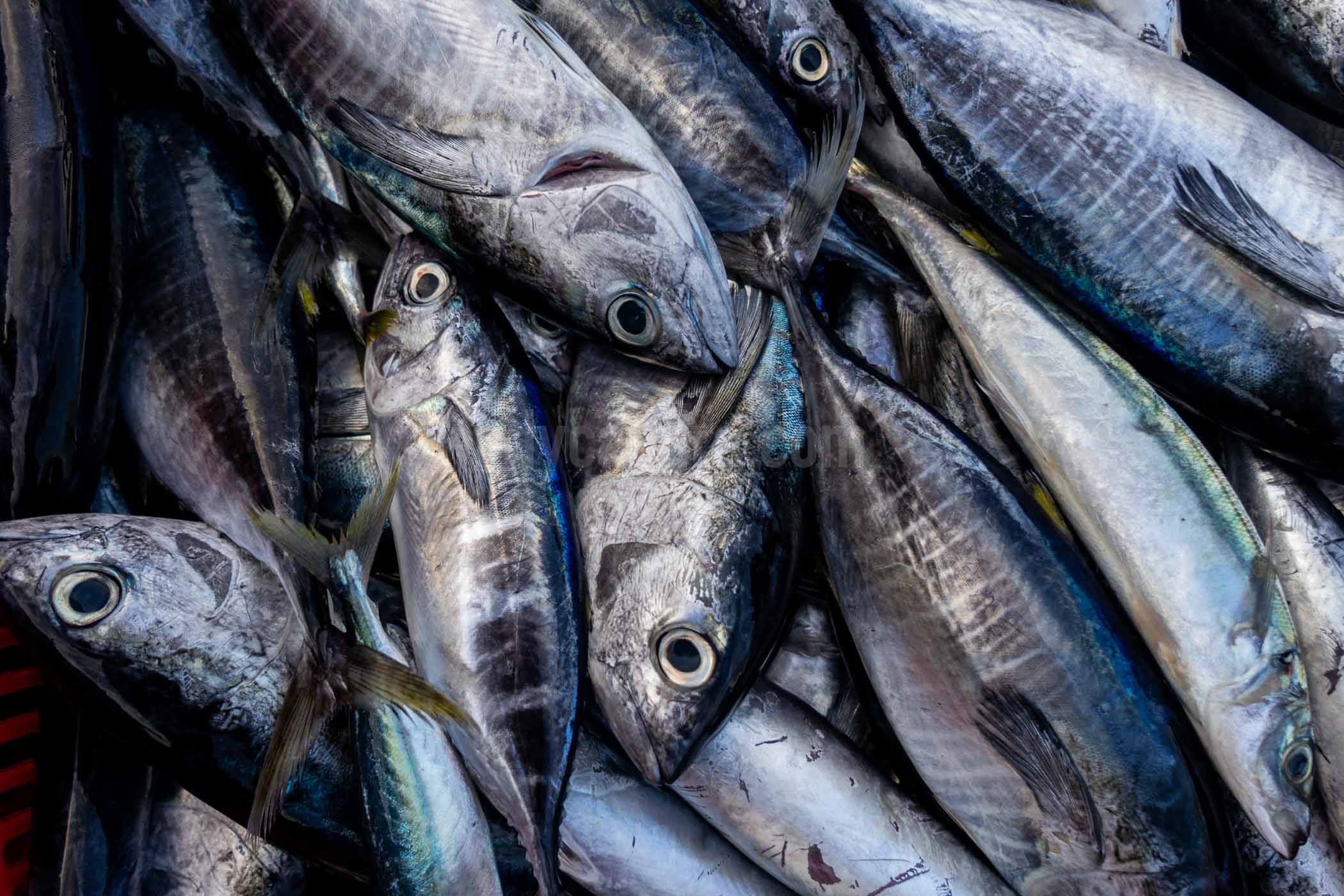 A Fishes in Tumumpa