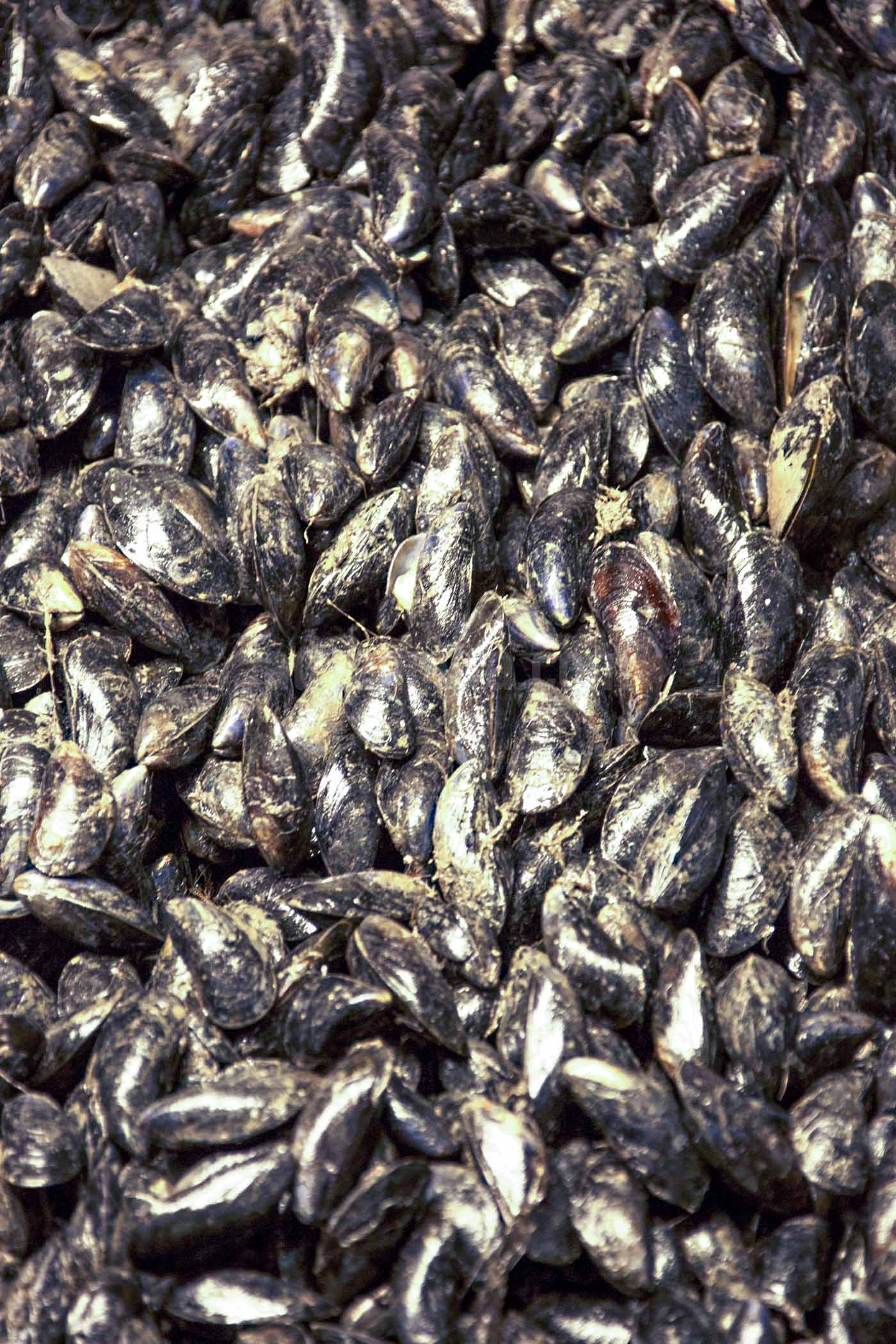 Mussel is features seafood product that marketed in local and abroad market like midle east countries