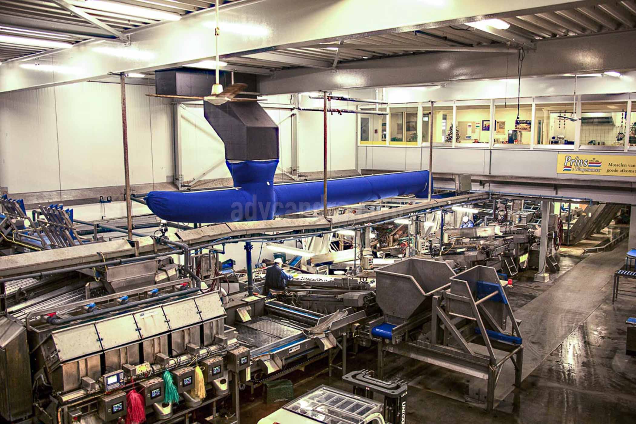Mussel processing plant in Yerseke, The Netherlands produced very delicious mussel in the world