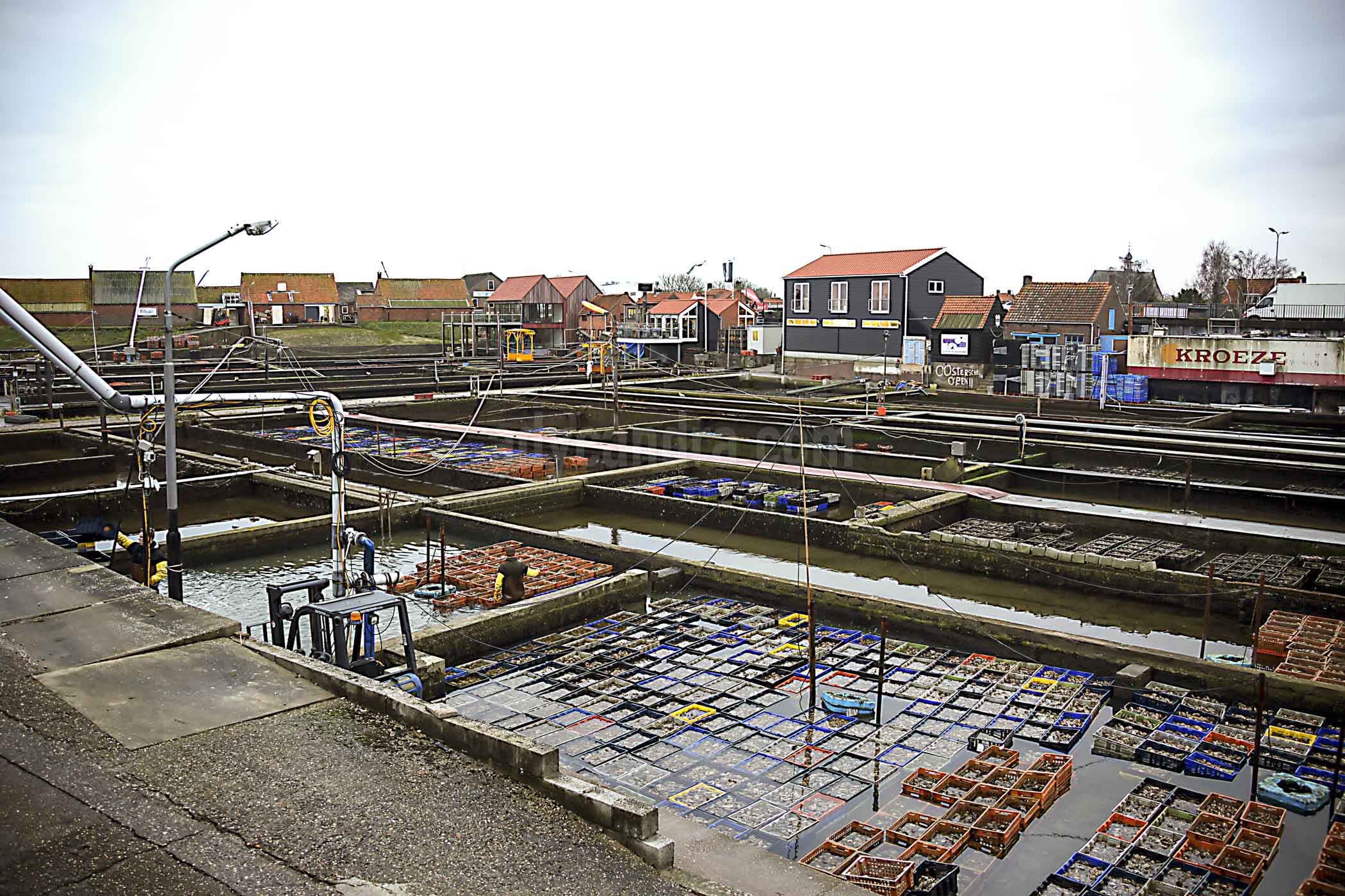 Oyster Farming in Yerseke that began in early 19th century