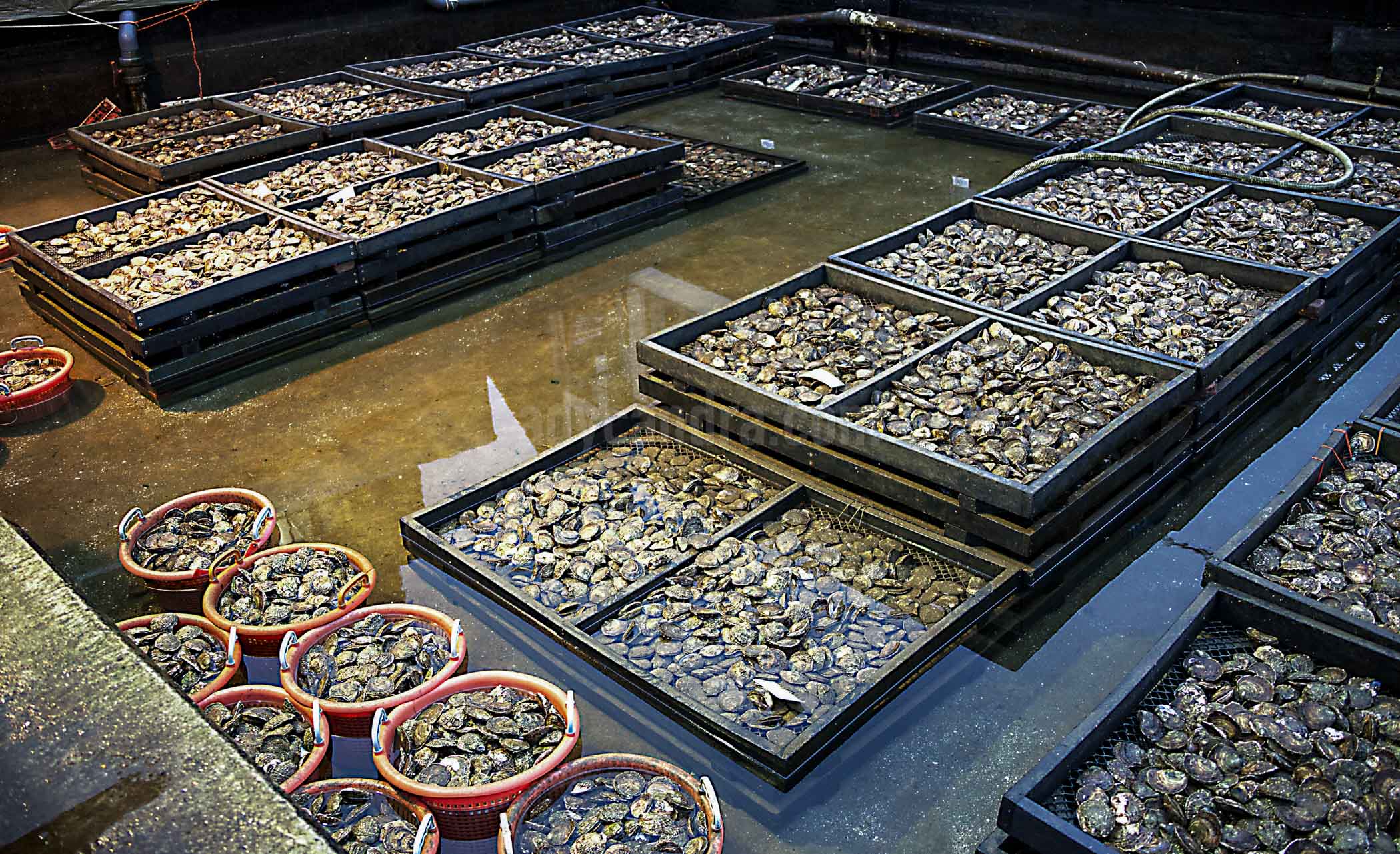 Oysters placed in wooden shelf until 3 - 5 years before sent to consumers