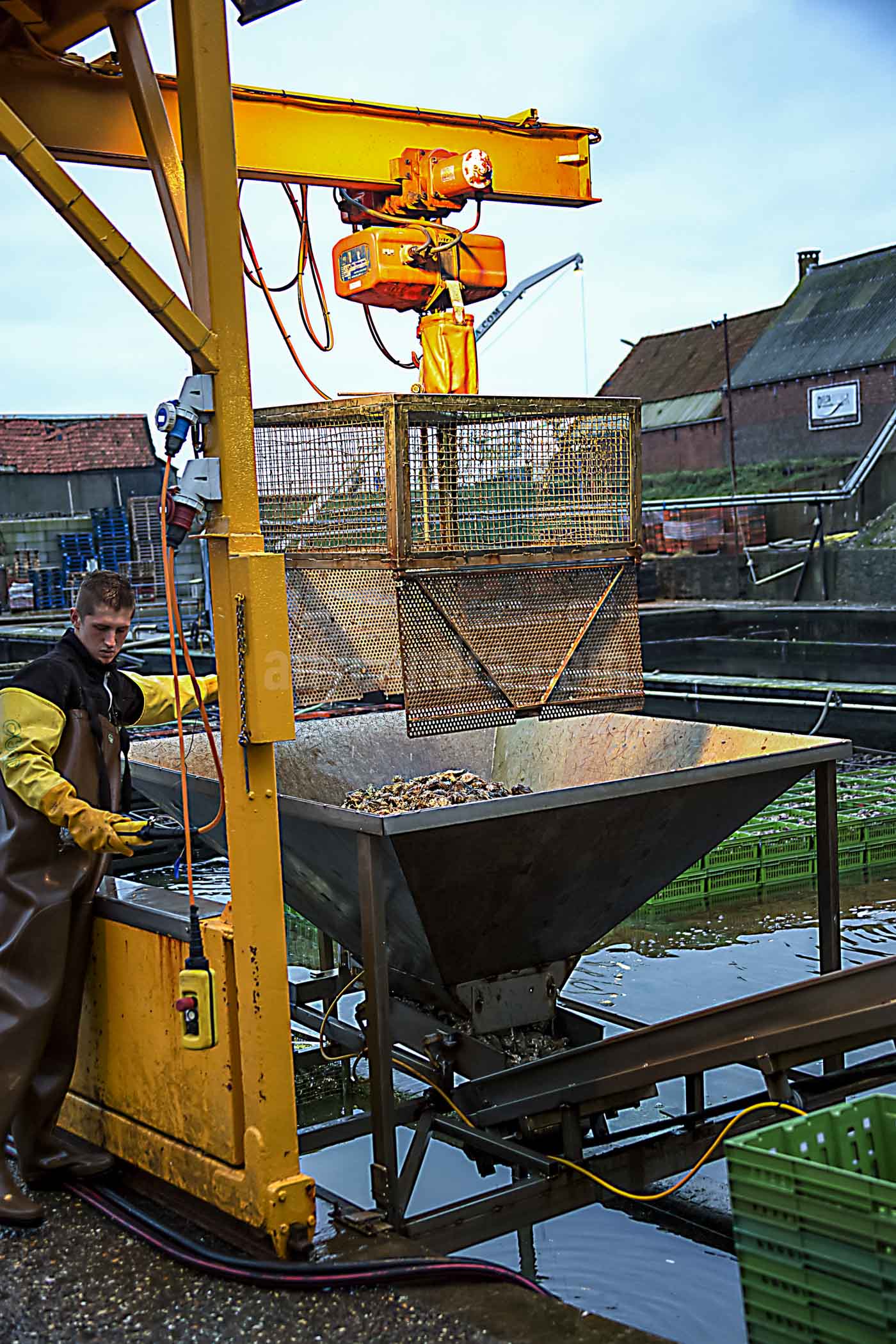 A farmer was weighting oyster in Yerseke, Zeeland Netherlands