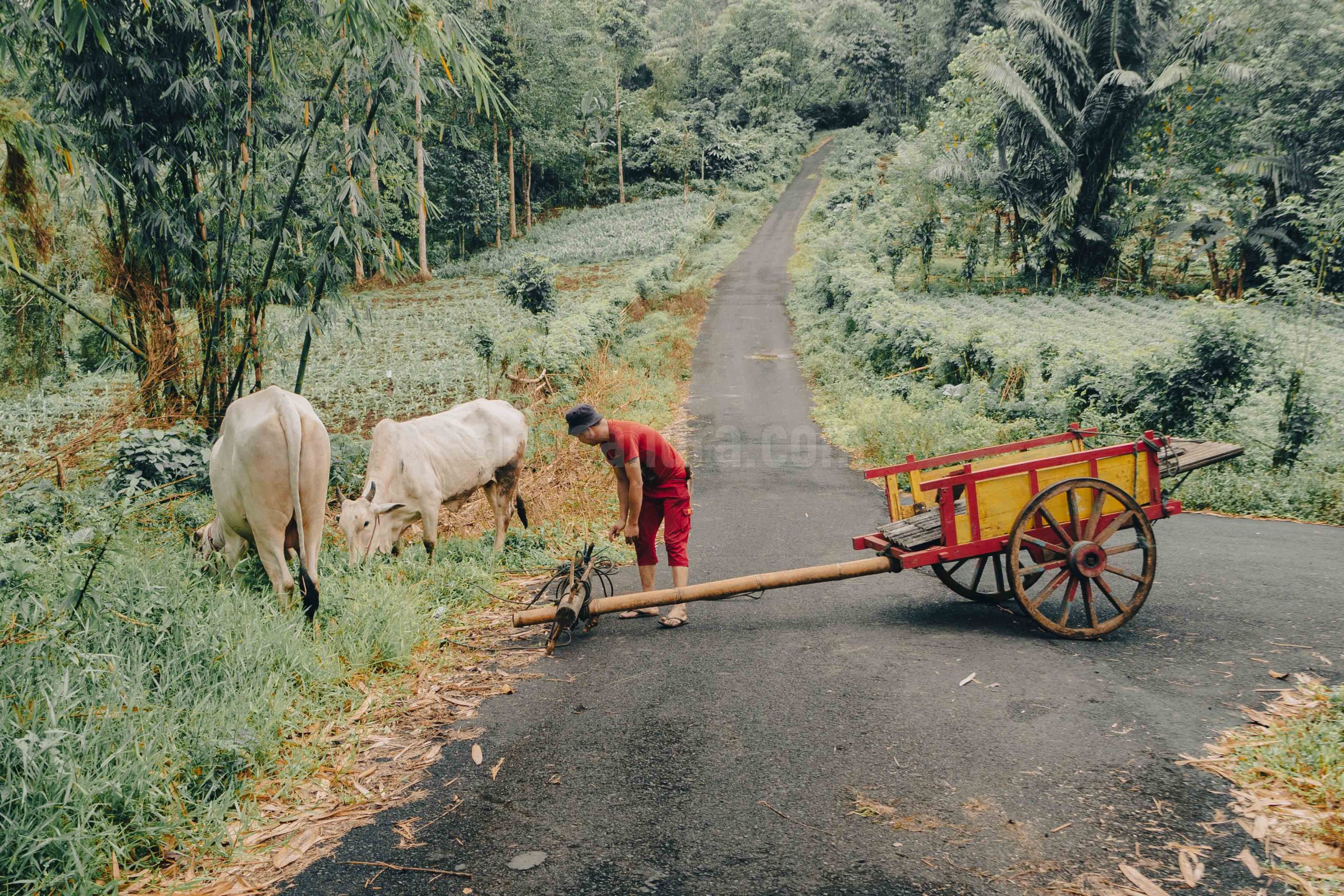 The Cows of Cart Wheel-2