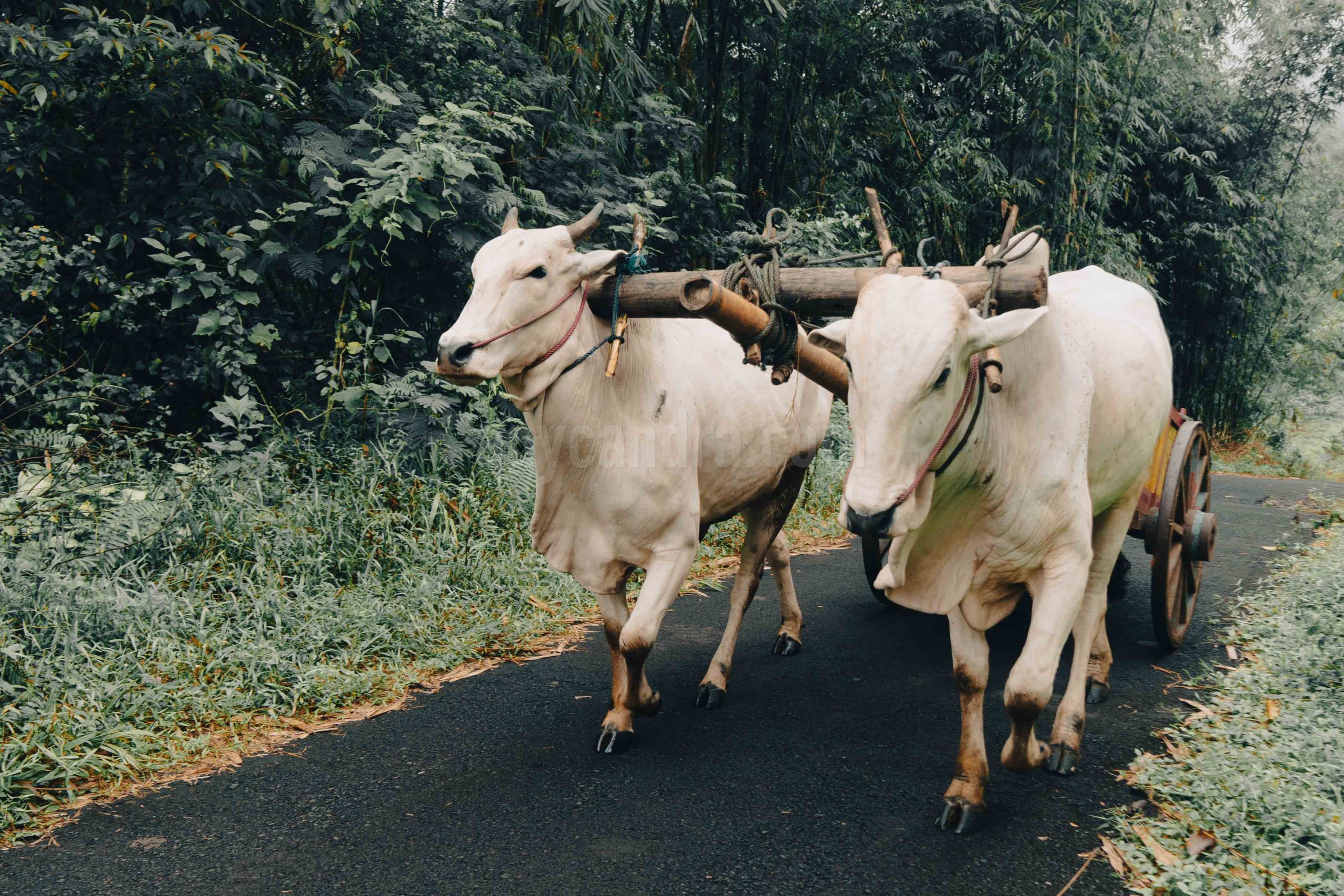The Cows of Cart Wheel